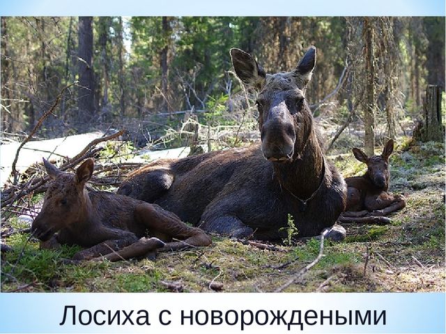 Презентация по ознакомлению с окружающим миром на тему "Печоро-Илычский заповедник"