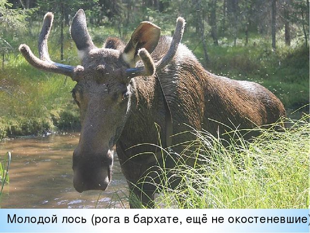Презентация по ознакомлению с окружающим миром на тему "Печоро-Илычский заповедник"