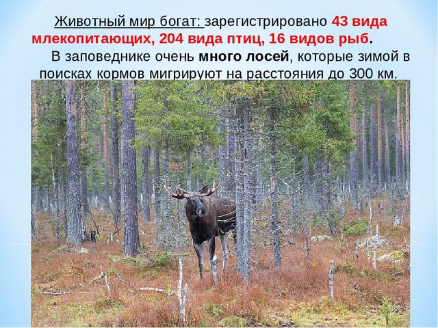 Презентация по ознакомлению с окружающим миром на тему "Печоро-Илычский заповедник"
