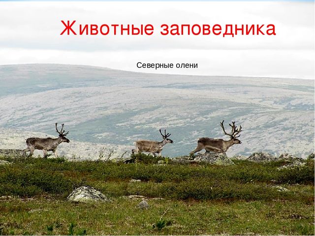 Презентация по ознакомлению с окружающим миром на тему "Печоро-Илычский заповедник"