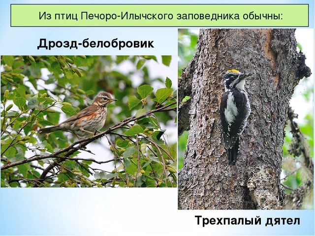 Презентация по ознакомлению с окружающим миром на тему "Печоро-Илычский заповедник"