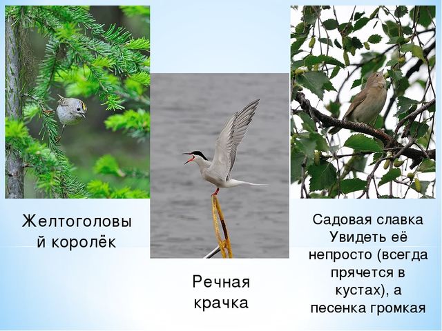 Презентация по ознакомлению с окружающим миром на тему "Печоро-Илычский заповедник"