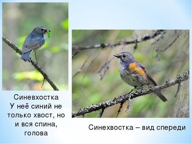 Презентация по ознакомлению с окружающим миром на тему "Печоро-Илычский заповедник"