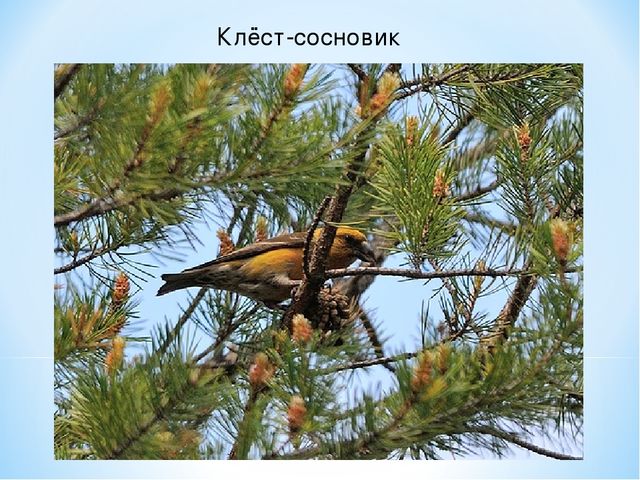 Презентация по ознакомлению с окружающим миром на тему "Печоро-Илычский заповедник"