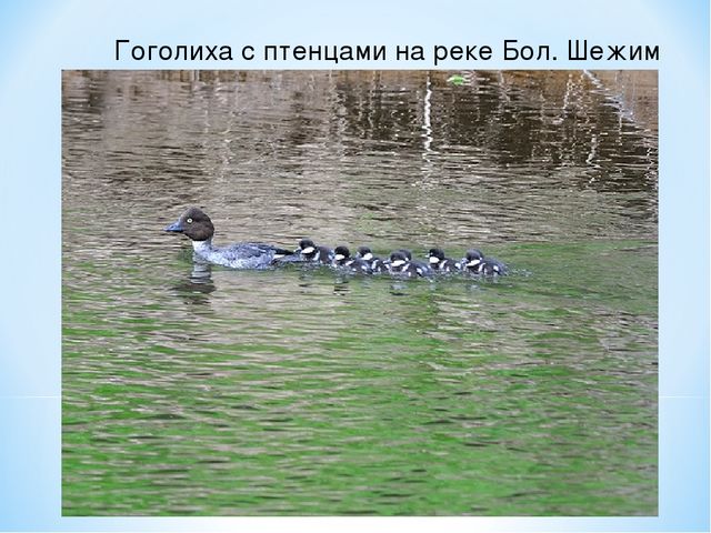 Презентация по ознакомлению с окружающим миром на тему "Печоро-Илычский заповедник"