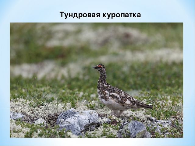 Презентация по ознакомлению с окружающим миром на тему "Печоро-Илычский заповедник"