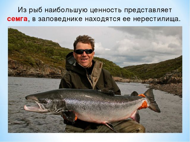 Презентация по ознакомлению с окружающим миром на тему "Печоро-Илычский заповедник"