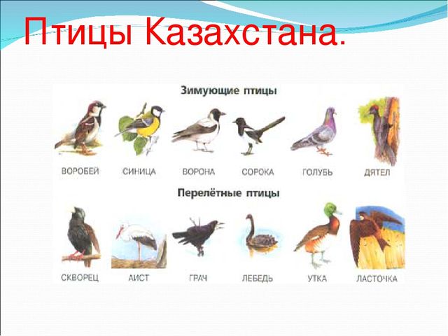 Презентация по лепке в старшей группе на тему: "Птицы Казахстана"