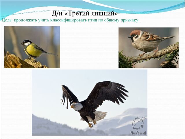 Презентация по лепке в старшей группе на тему: "Птицы Казахстана"