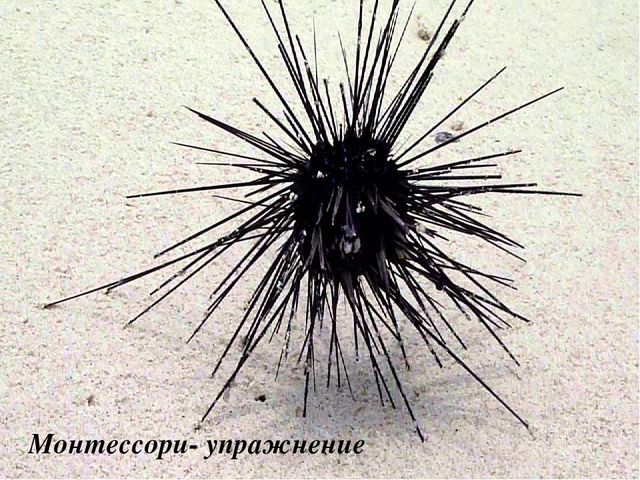 Презентация "Технология Марии Монтессори"