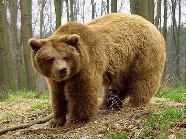 Презентация на тему: "Путешествие в лес"