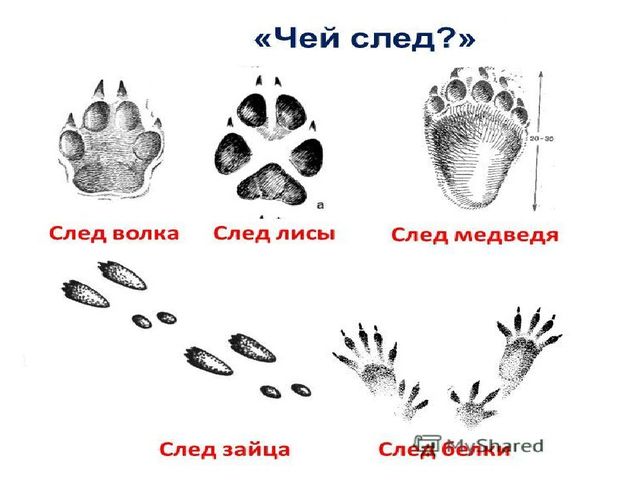 Презентация на тему: "Путешествие в лес"