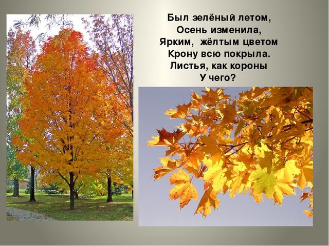 Презентация по изобразительной деятельности в детском саду на тему "С какого дерева листок?"