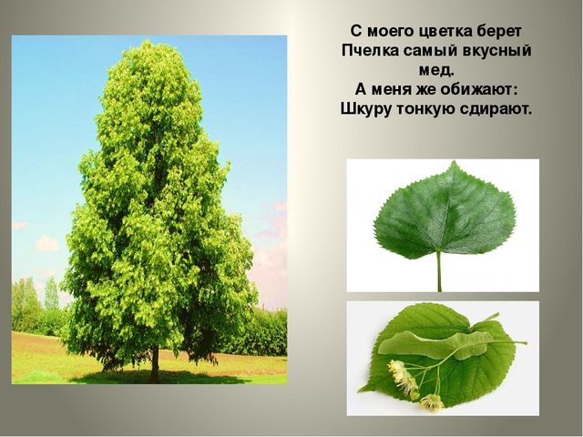 Презентация по изобразительной деятельности в детском саду на тему "С какого дерева листок?"
