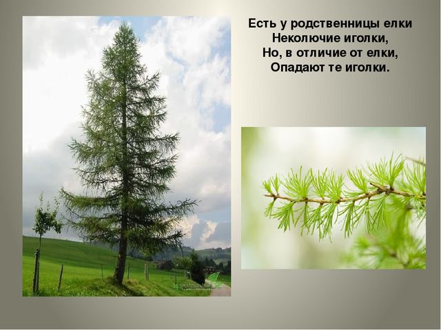 Презентация по изобразительной деятельности в детском саду на тему "С какого дерева листок?"