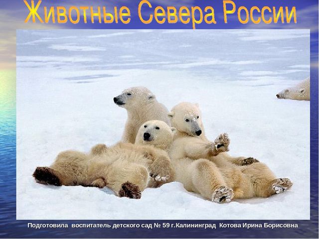 Презентация по ФЦКМ "Животные Севера"