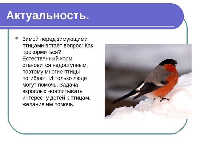 Презентация по окружающему миру на тему"Зимующие птицы"