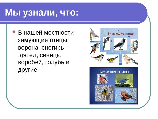 Презентация по окружающему миру на тему"Зимующие птицы"