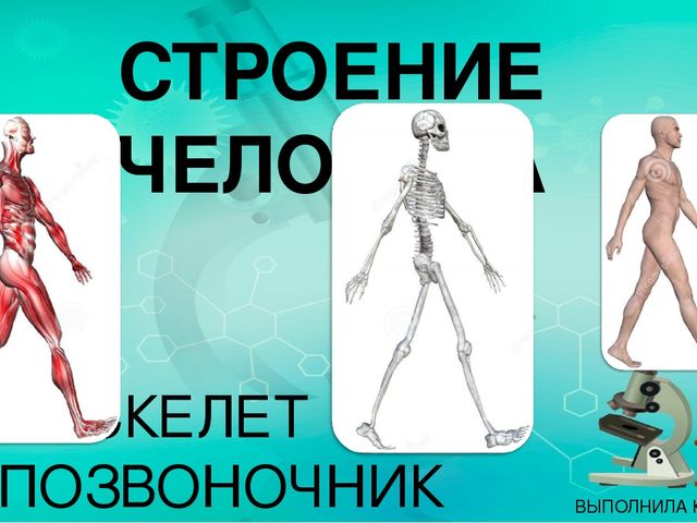 Презентация по ознакомлению с миром природы.Тема: Строение человека. Скелет. Позвоночник.