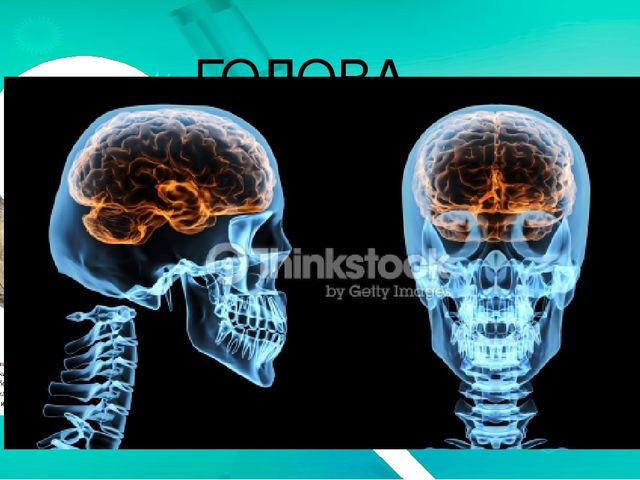 Презентация по ознакомлению с миром природы.Тема: Строение человека. Скелет. Позвоночник.