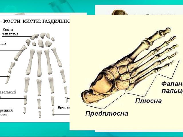 Презентация по ознакомлению с миром природы.Тема: Строение человека. Скелет. Позвоночник.