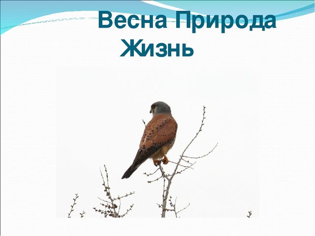 Презентация "Весенние изменения в природе"