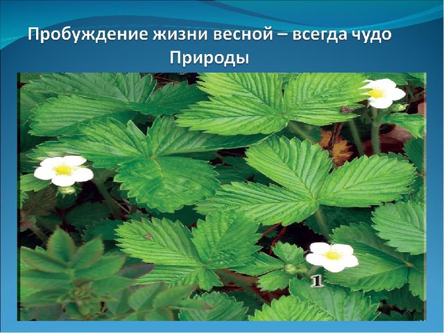 Презентация "Весенние изменения в природе"