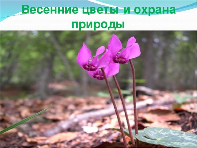 Презентация "Весенние изменения в природе"