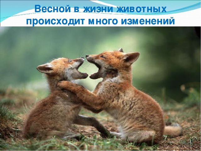 Презентация "Весенние изменения в природе"