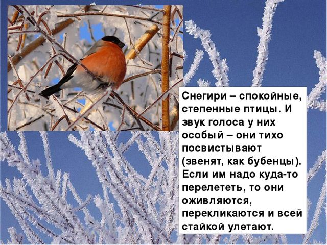 Презентация для ДОУ "Зимующие птицы"