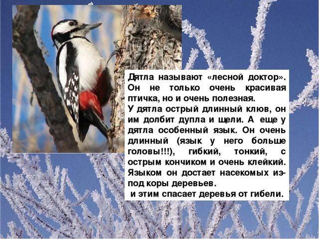 Презентация для ДОУ "Зимующие птицы"