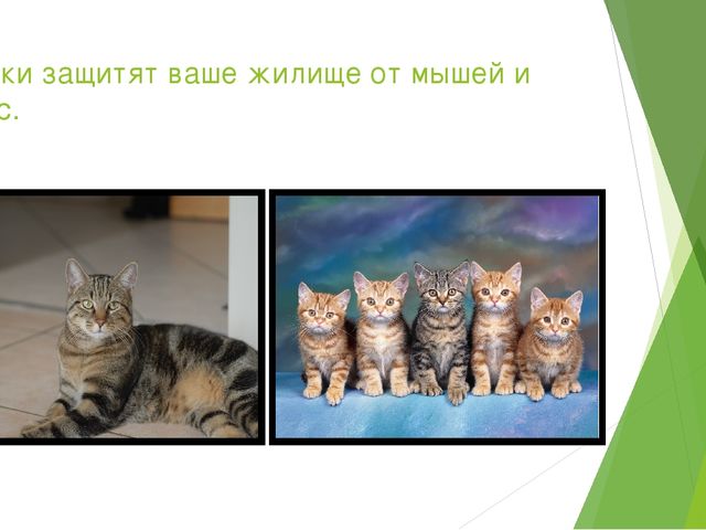 Презентация "Домашние животные и польза от них человеку"