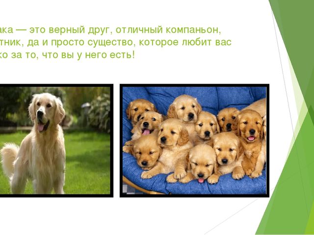 Презентация "Домашние животные и польза от них человеку"