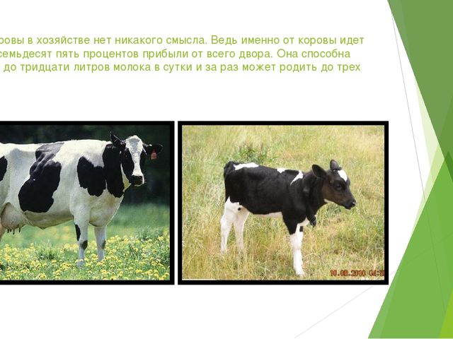 Презентация "Домашние животные и польза от них человеку"