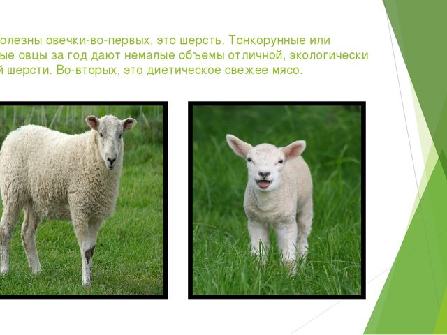 Презентация "Домашние животные и польза от них человеку"