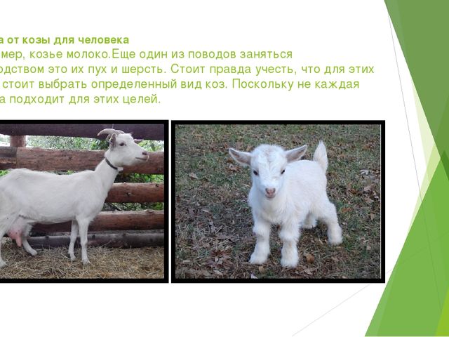Презентация "Домашние животные и польза от них человеку"