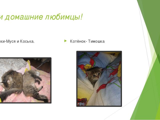 Презентация "Домашние животные и польза от них человеку"