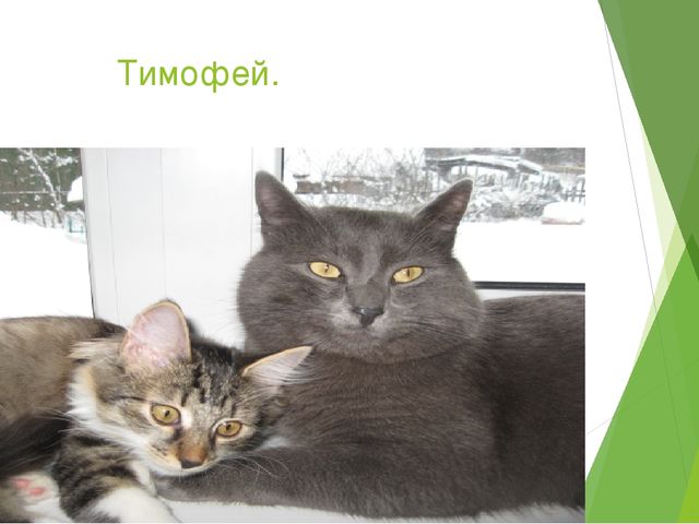 Презентация "Домашние животные и польза от них человеку"