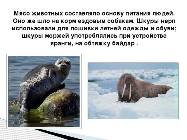 Презентация по окружающему миру "Народы Севера РФ" старшая группа