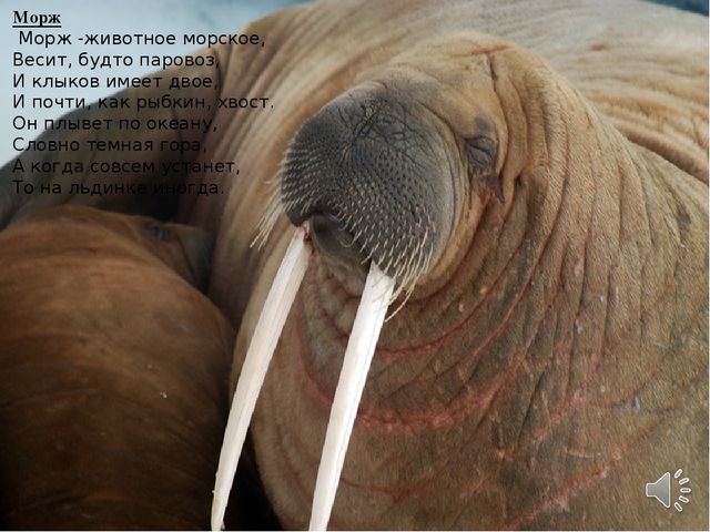 Презентация по окружающему миру "Животные Крайнего Севера" старшая группа