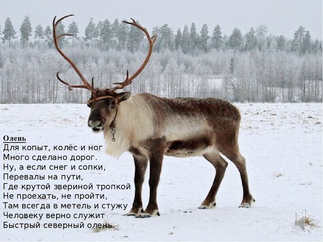Презентация по окружающему миру "Животные Крайнего Севера" старшая группа