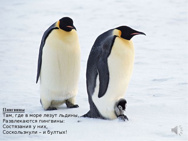 Презентация по окружающему миру "Животные Крайнего Севера" старшая группа