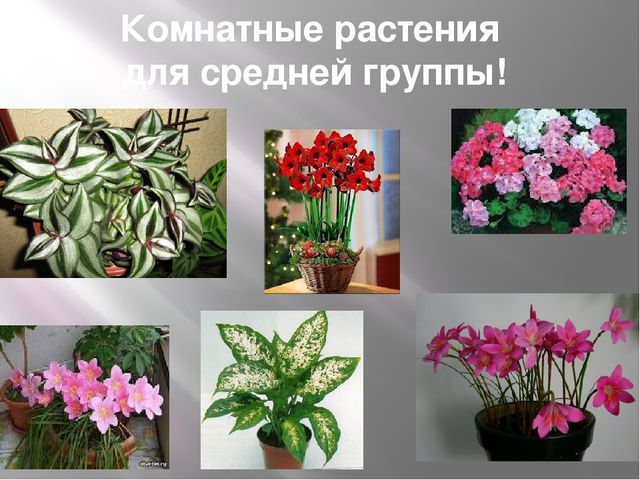 Презентация на тему "Комнатные растения средней группы"