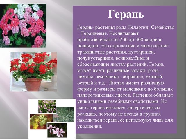 Презентация на тему "Комнатные растения средней группы"