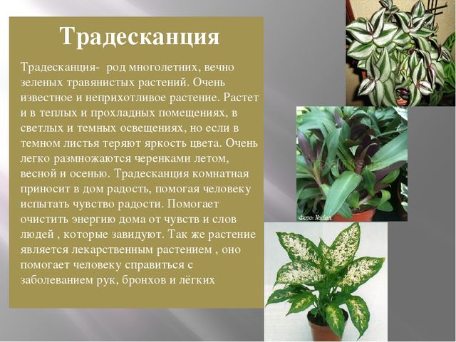 Презентация на тему "Комнатные растения средней группы"