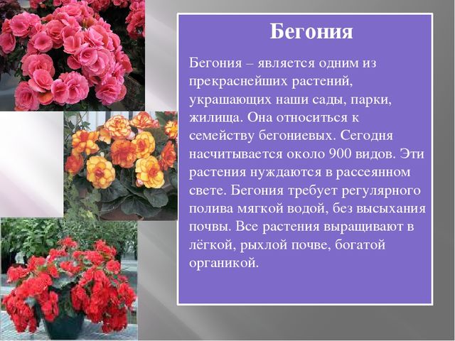 Презентация на тему "Комнатные растения средней группы"