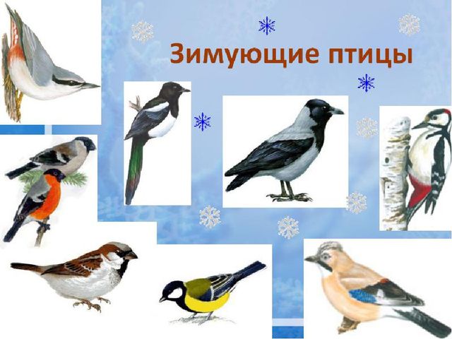 Обучение грамоте. Звук и буква С.