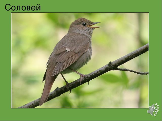 Презентация "Птицы наших лесов"