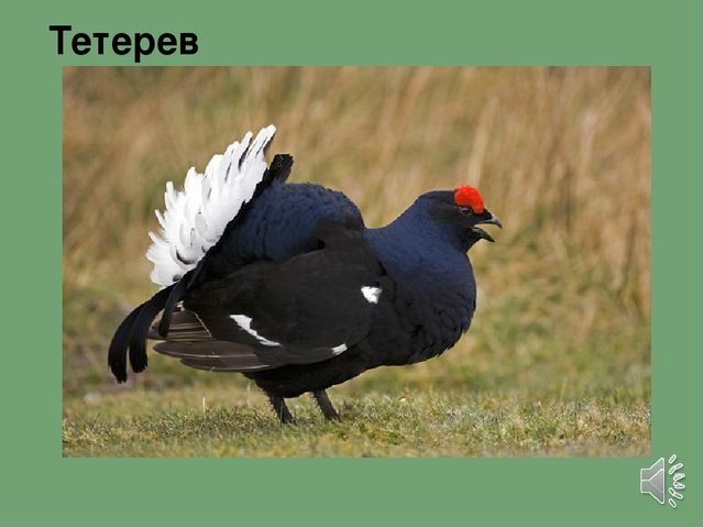 Презентация "Птицы наших лесов"