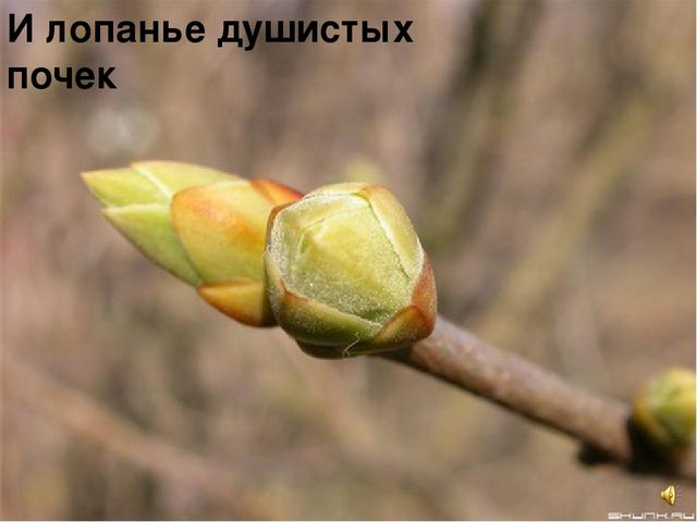 Презентация к интегрированному занятию "Что такое весна"